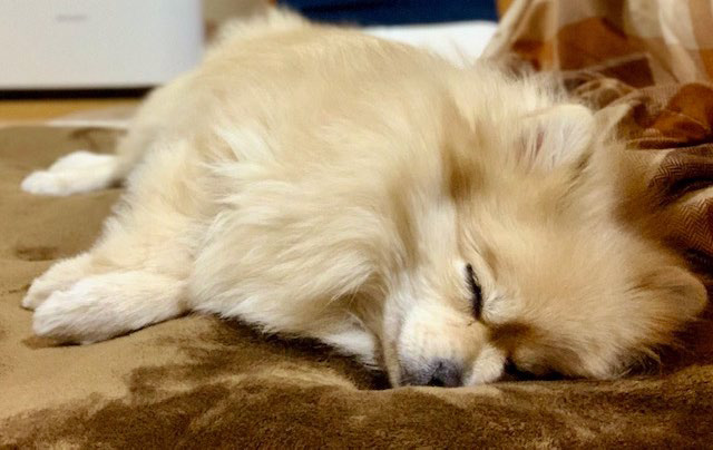 ぬくぬくしている犬